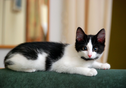 Black and white cat