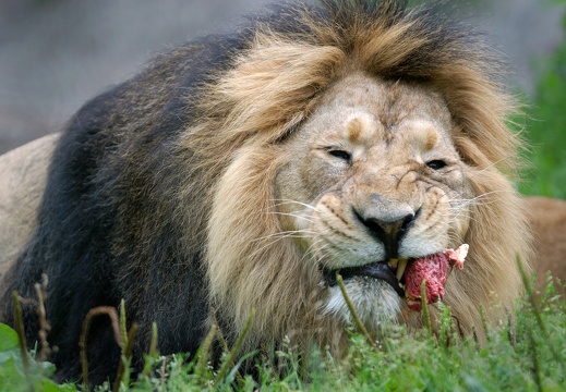 A lion is eating